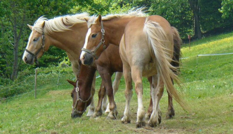 Krausovy boudy Špindlerův Mlýn